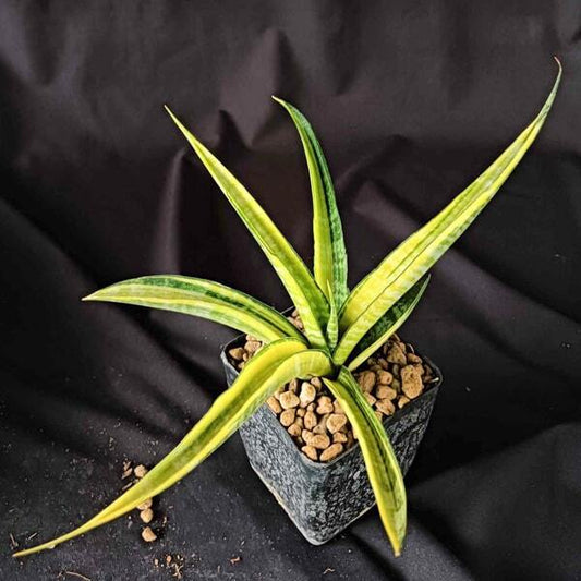 Sansevieria CORDOVA GIANT VAR