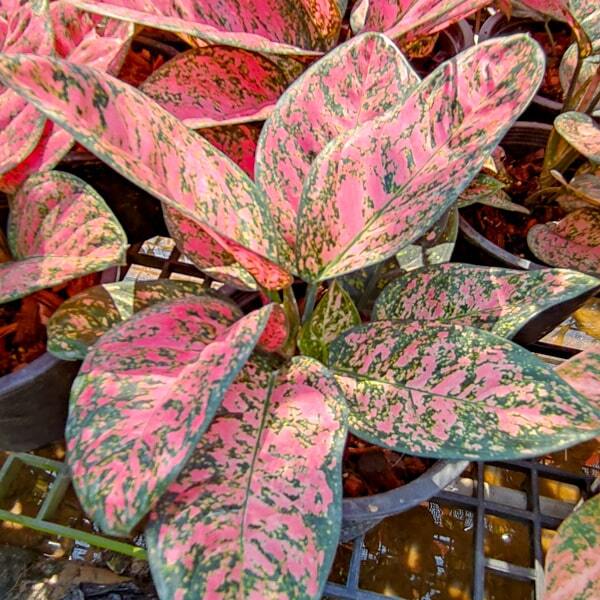 Aglaonema EMPEROR TREASURE