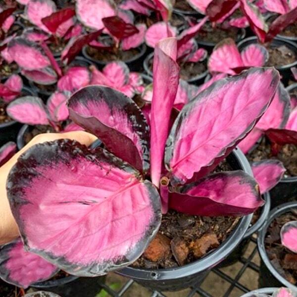 Calathea PICTURATA CRIMSON