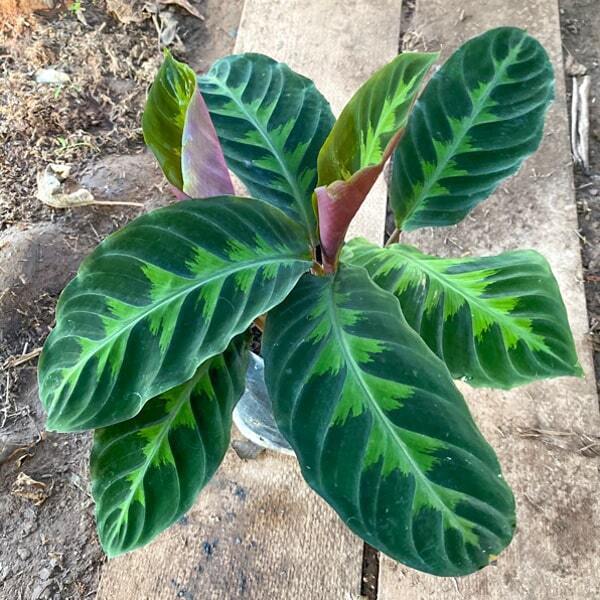 Calathea WARSZEWICZII (ROSE)