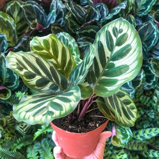 Calathea MAKOYANA PEACOCK