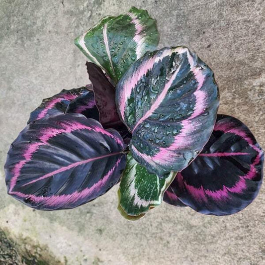 Calathea REGEL MEDALLION RED (#2)