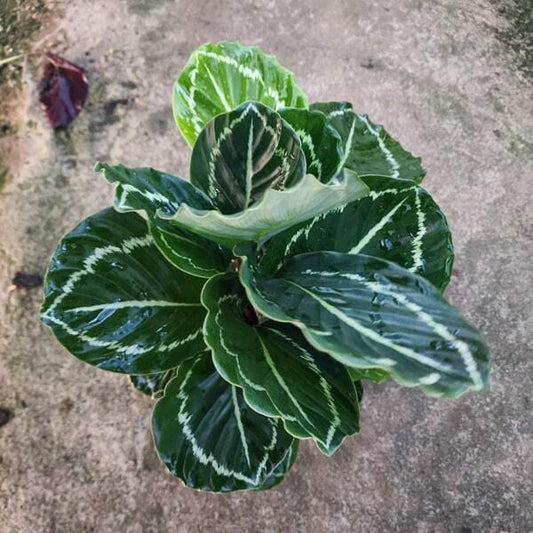 Calathea REGEL MEDALLION GREEN (#4)