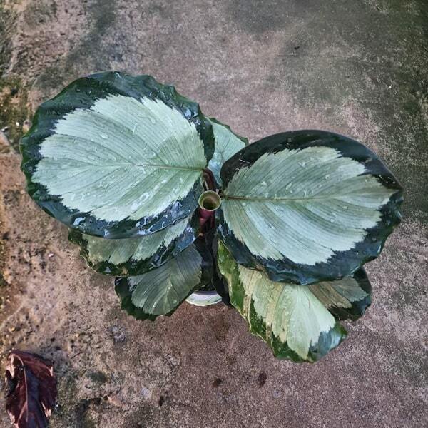 Calathea PICTURATA ARGENTEA (#5)