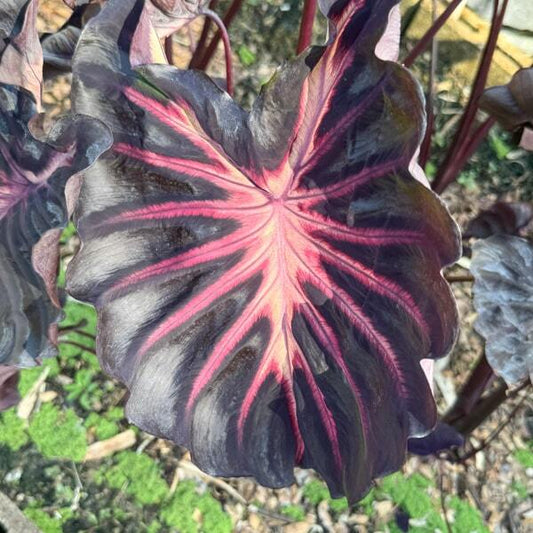 Colocasia CALDIRA PINK