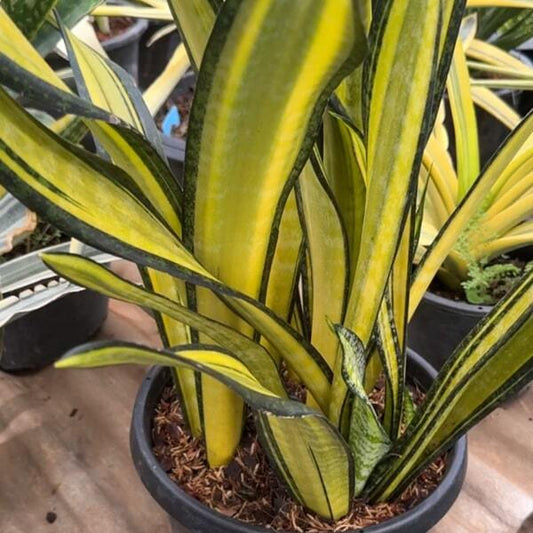 Sansevieria CALIFORNIA