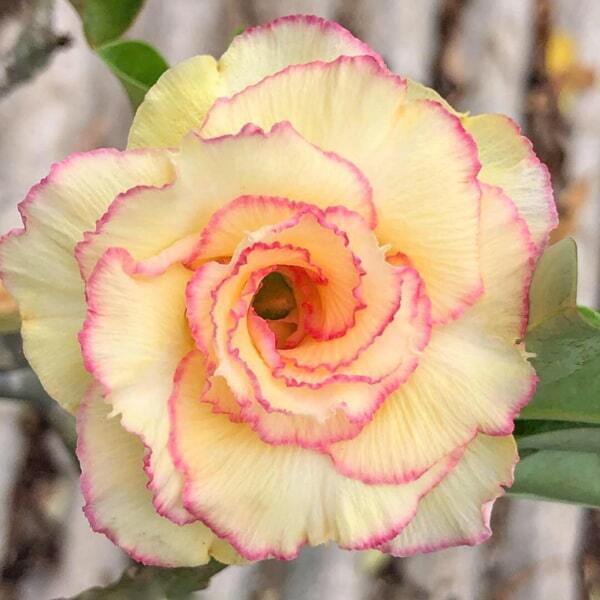 Adenium obesum CANDY