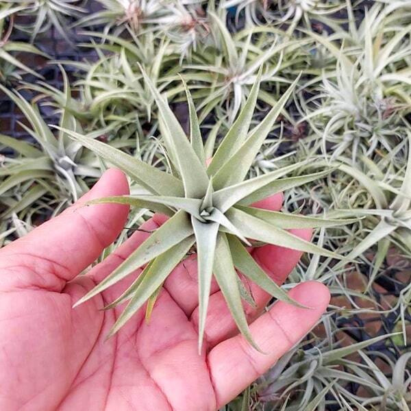 Tillandsia capitata Silver Rose S