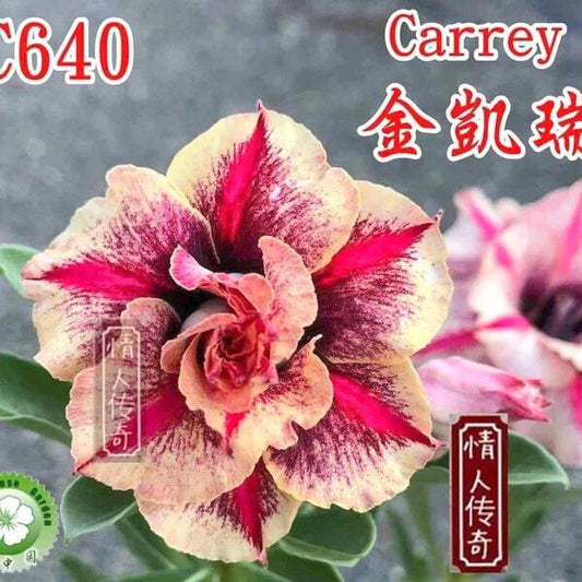 Adenium obesum CARREY