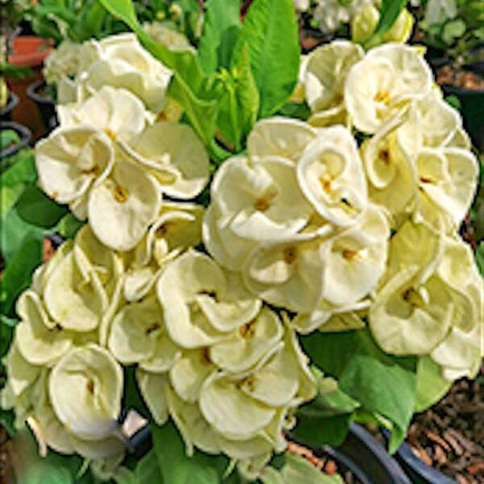 Euphorbia Milii CASH