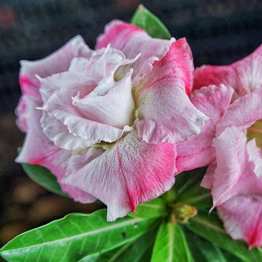 Adenium obesum CATHLEYA FRAGRANCE