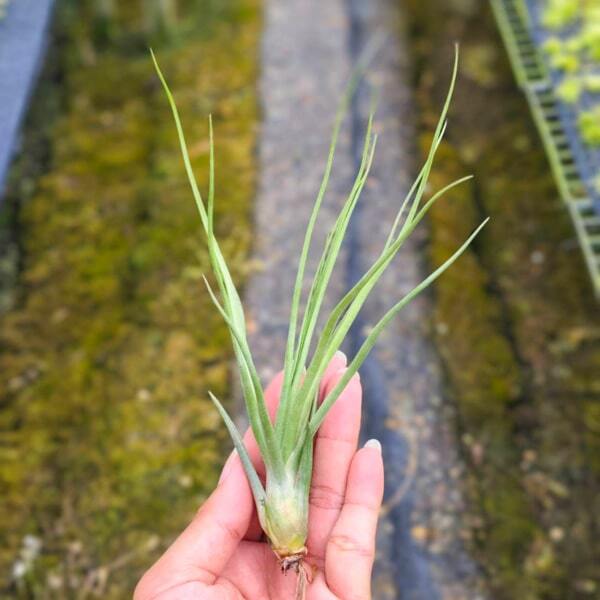 Tillandsia Celebration (brachycaulous x bulbosa)