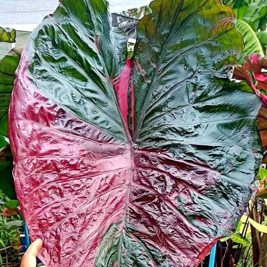 Colocasia CELEBRITY PINK