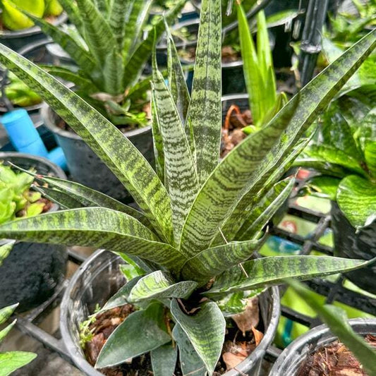 Sansevieria CHAIYO