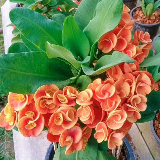 Euphorbia Milii CHAM CHAN