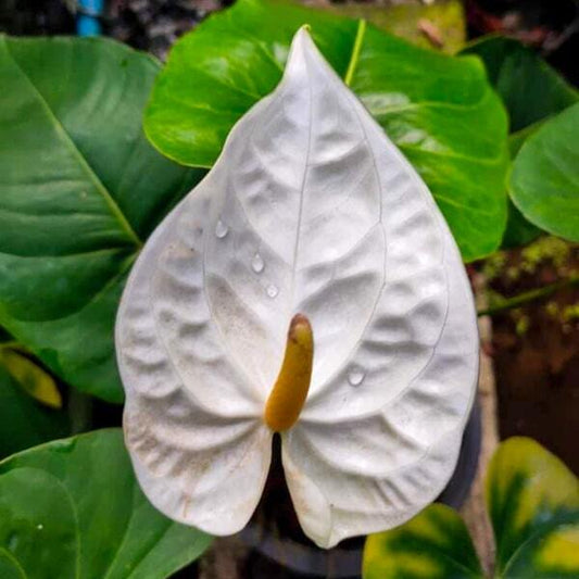 Anthurium andraeanum CHAMPAGNE