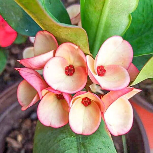 Euphorbia Milii CHAN SONG LAH