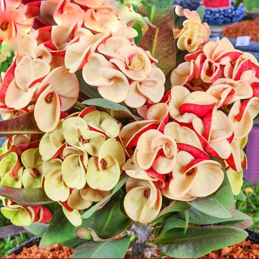 Euphorbia Milii CHAN CHAO