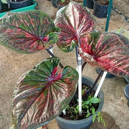 Caladium CHANAMAN - BEAT THE DEVIL