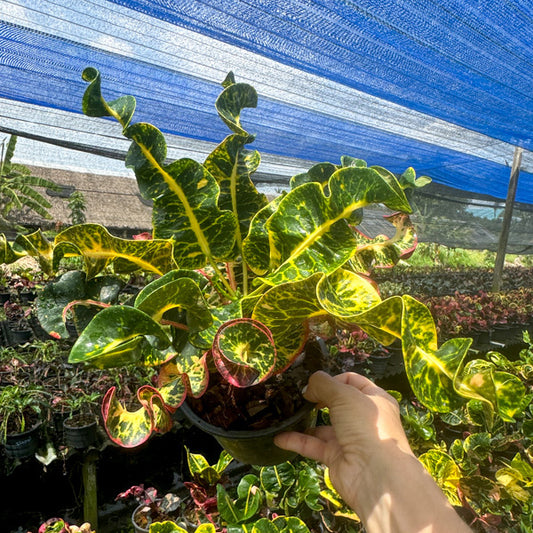 Croton CHANAT CHAI