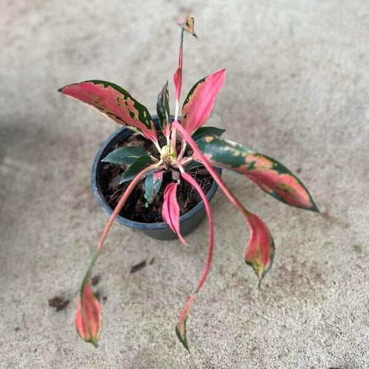 Aglaonema CHANDELIERS
