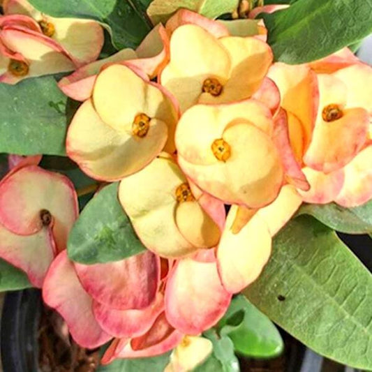 Euphorbia Milii CHANDRA YELLOW