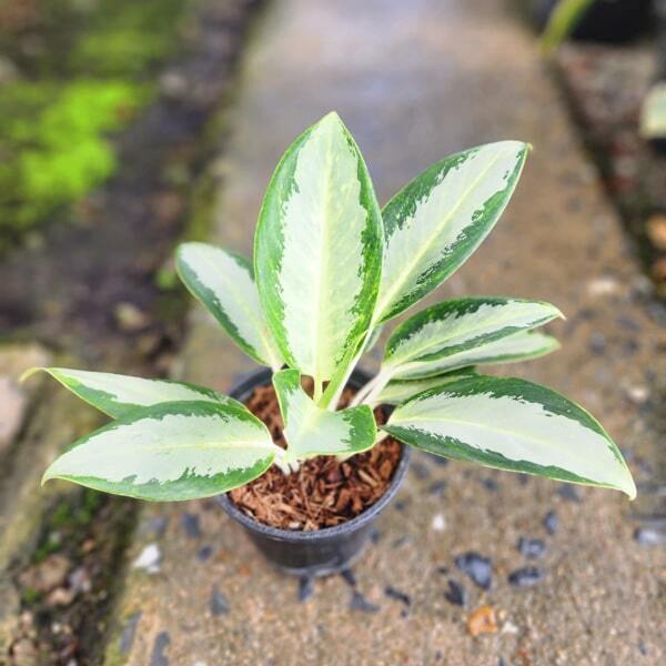 Aglaonema CHANG PUAK NAMCHAI