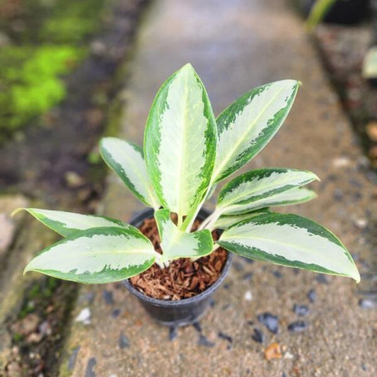 Aglaonema CHANG PUAK NAMCHAI