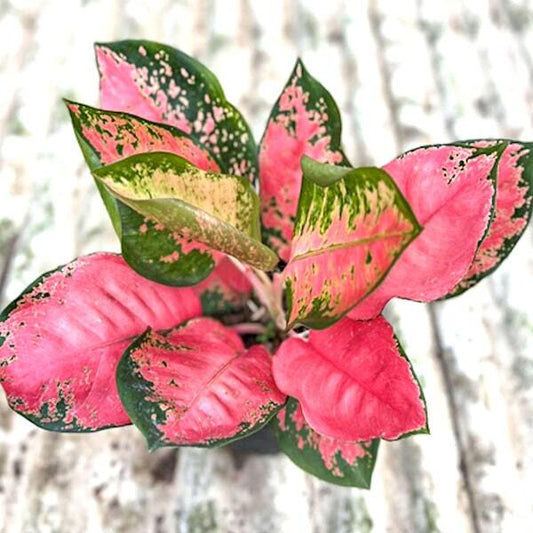 Aglaonema CHANG DAENG ROUND LEAF