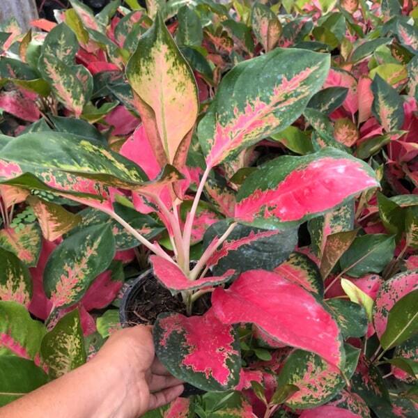 Aglaonema CHANG DAENG (RED ELEPHANT)