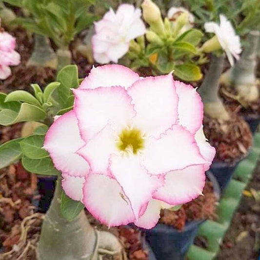 Adenium obesum CHANTRA
