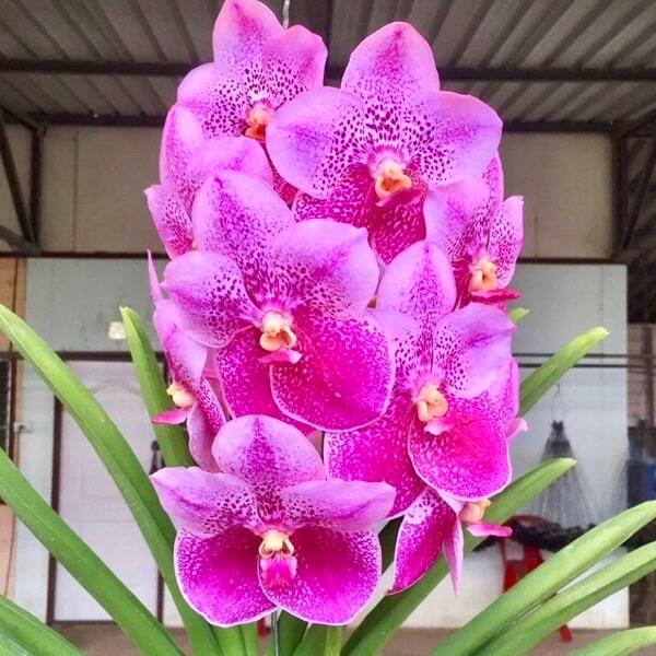 Vanda orchid V CHARLES GOOD FELLOW X V SUKSAMRAM GOLD X V JIMMY MILLER #108