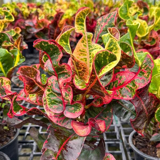 Croton CHATTURAPHAK PHIMAN