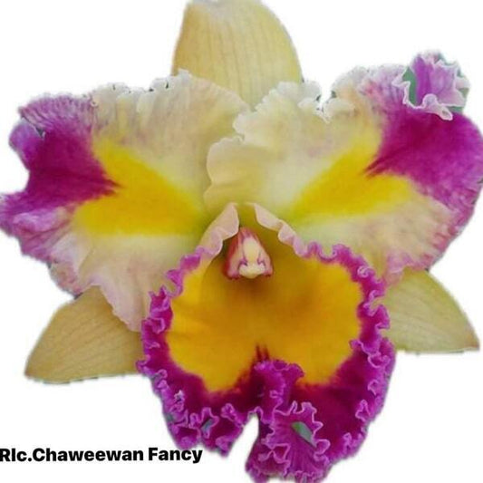Rhyncholaeliocattleya orchid RLC. CHAWEEWAN FANCY
