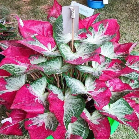 Caladium CHAI CHON