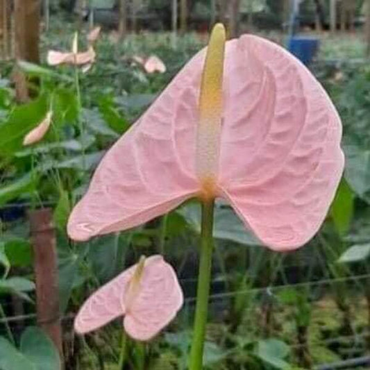 Anthurium andraeanum CHEERS