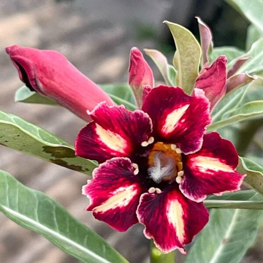 Adenium obesum CHERRY RED