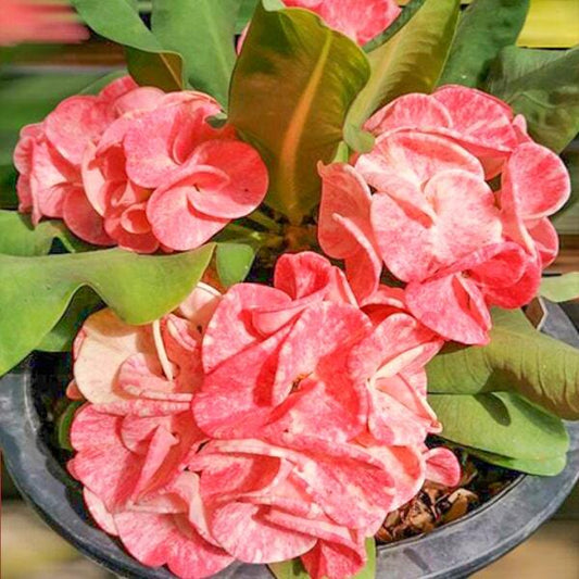 Euphorbia Milii CHIANG DAO