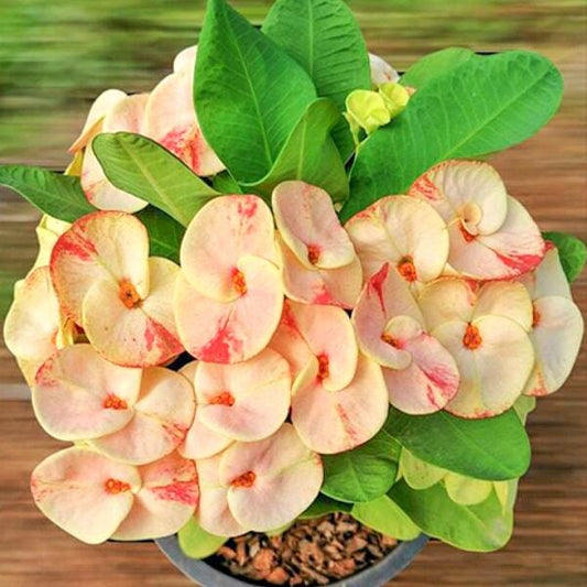 Euphorbia Milii CHID CHAN