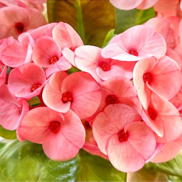 Euphorbia Milii CHOR BUPHA
