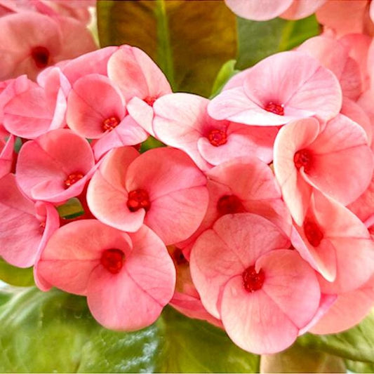Euphorbia Milii CHOR BUPHA