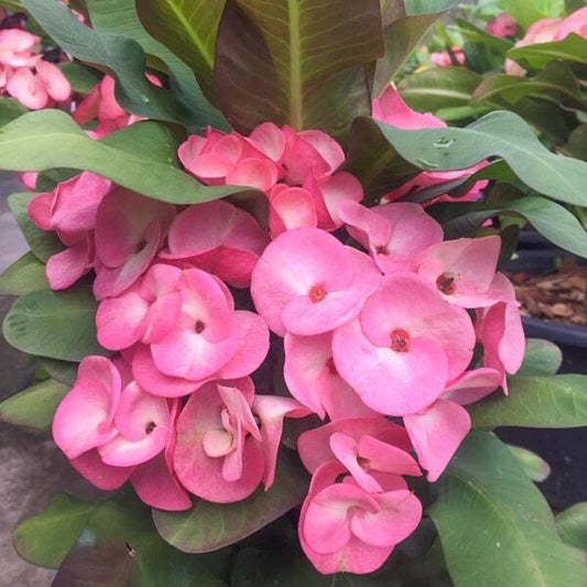 Euphorbia Milii CHOK BOON TIP
