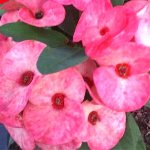 Euphorbia Milii CHOK AMNUAY