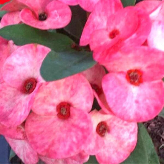 Euphorbia Milii CHOK AMNUAY