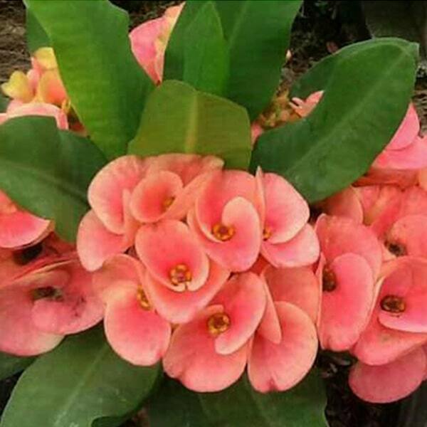 Euphorbia Milii CHOK KAO CHAN
