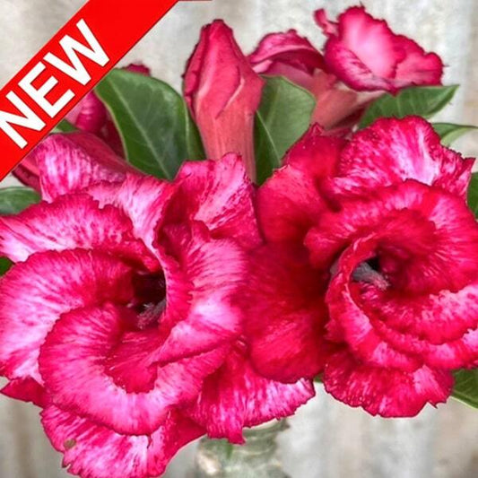 Adenium obesum CHOK KAOCHAN