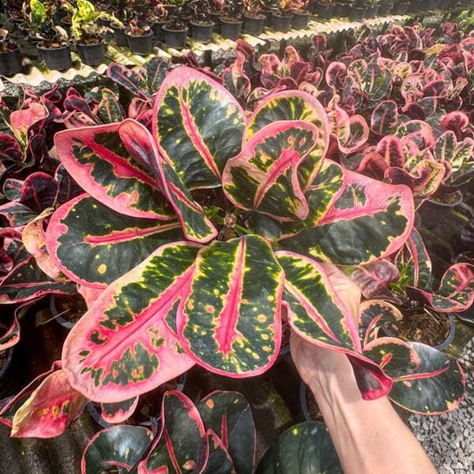 Croton CHOK UDOMSAP