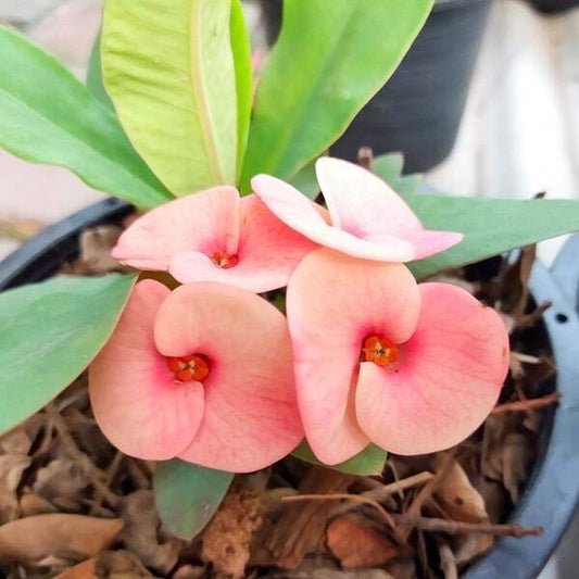 Euphorbia Milii CHOKCHAI
