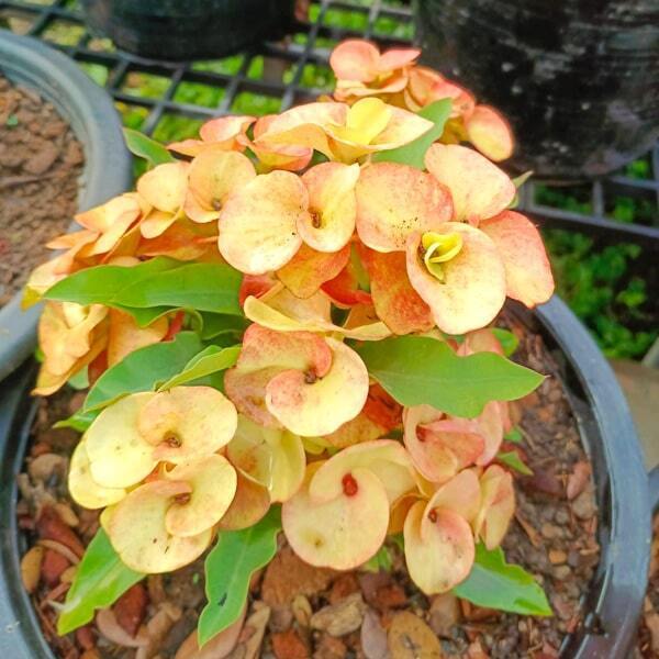 Euphorbia Milii CHOM CHAN