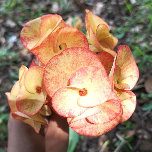 Euphorbia Milii CHOM CHAN